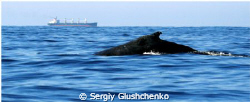 "Whales" by Sergiy Glushchenko 
